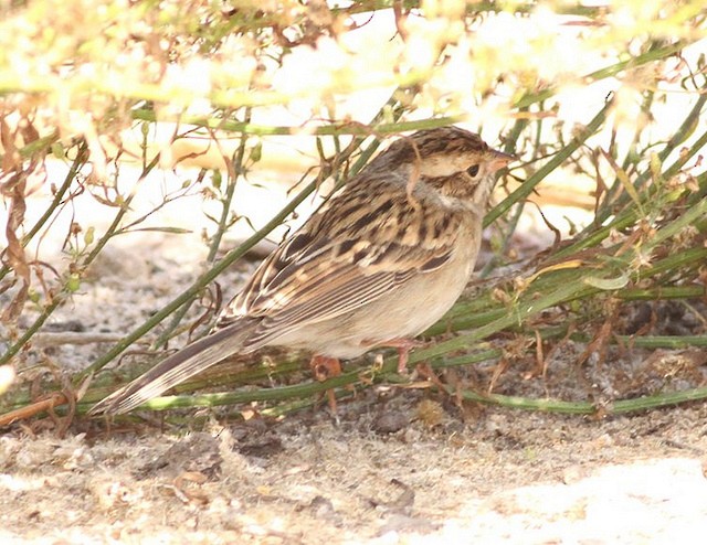 Clay-colored Sparrow - ML32763841