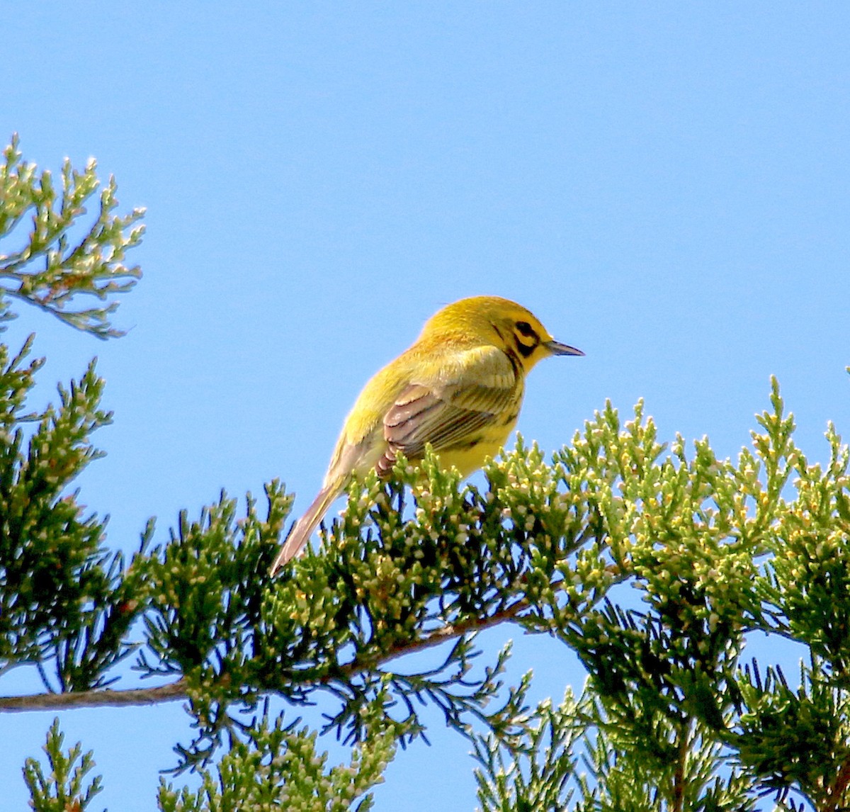 Prairie Warbler - ML327638421