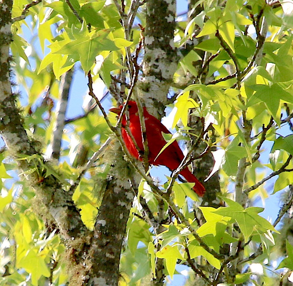 Summer Tanager - ML327638541