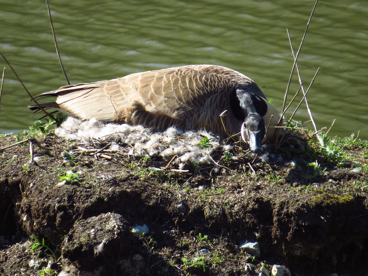 Canada Goose - ML327638991