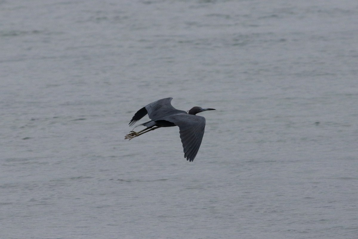 Little Blue Heron - ML327641701