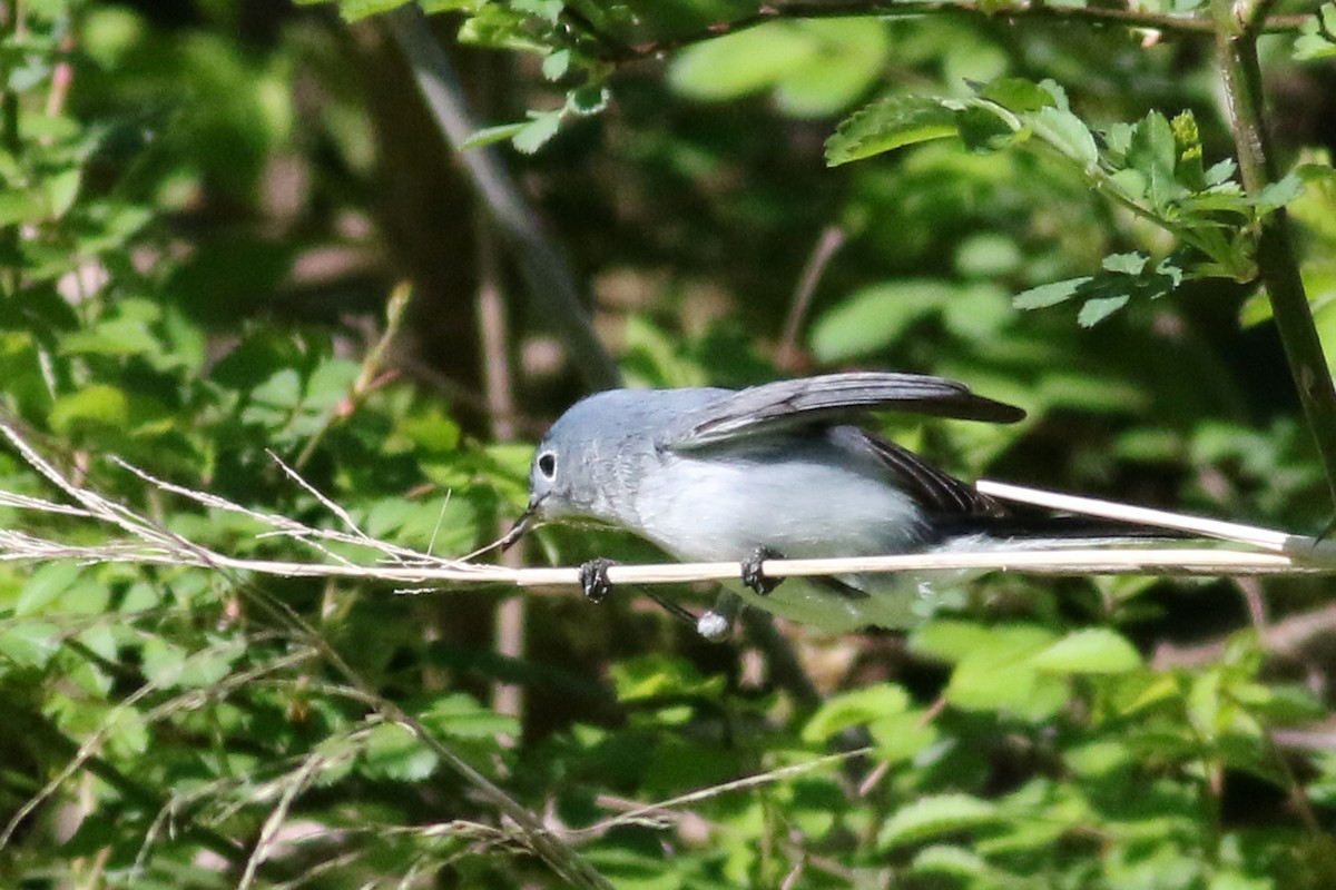 Blue-gray Gnatcatcher - ML327641751