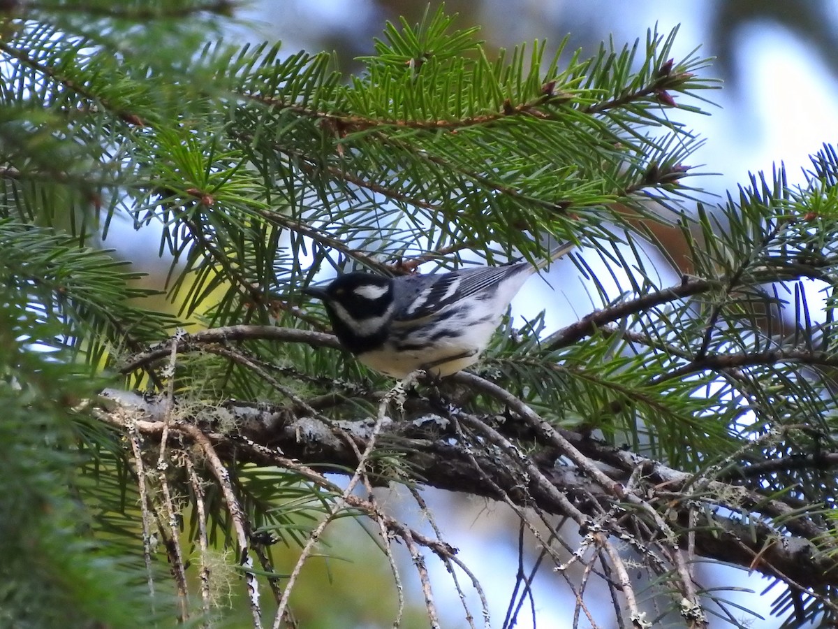 Black-throated Gray Warbler - Timothy Leque