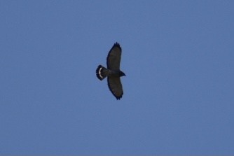 Broad-winged Hawk - ML327642851