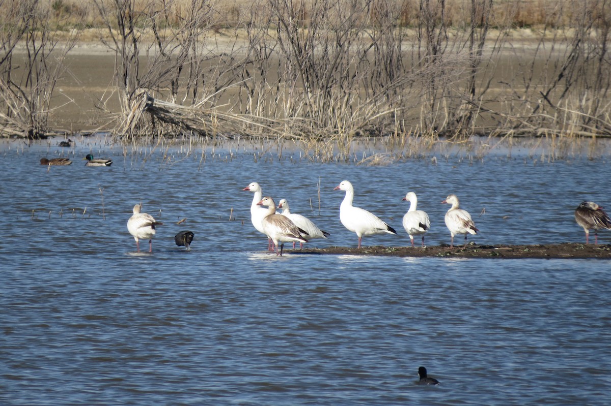 Snow Goose - ML327645501