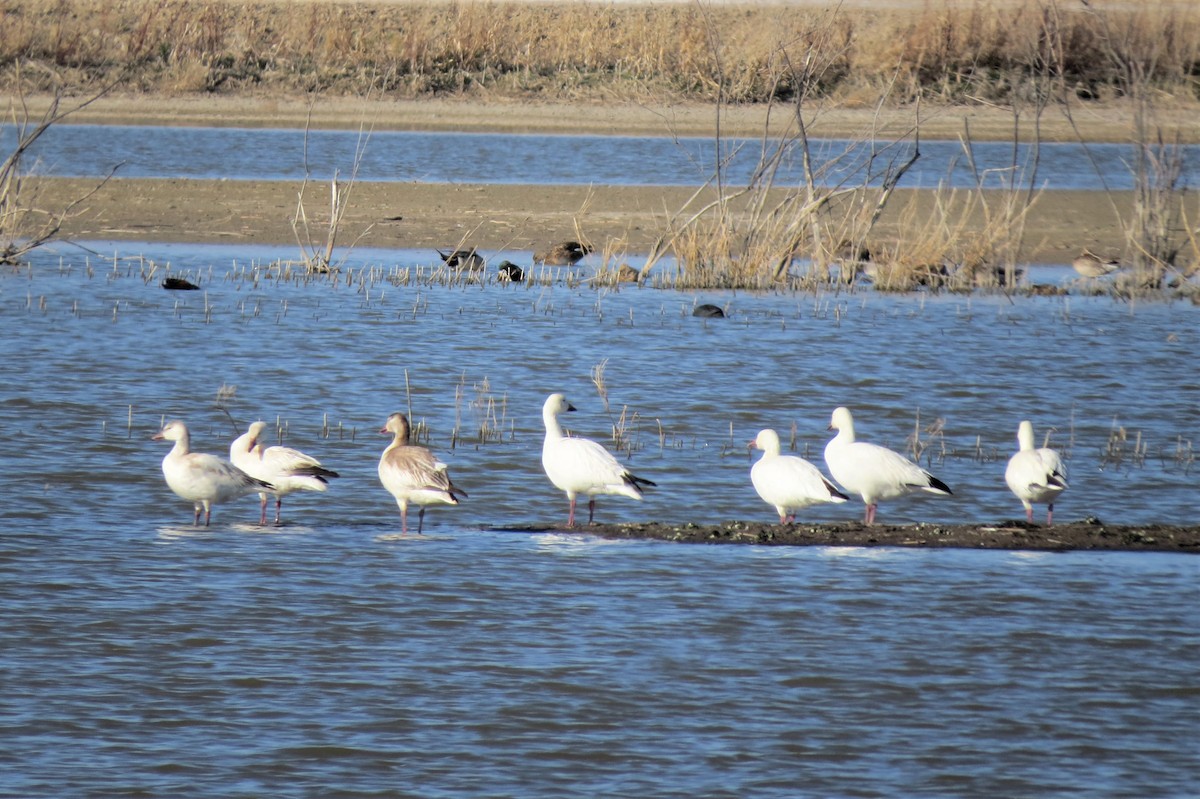 Snow Goose - Maggie Topalian