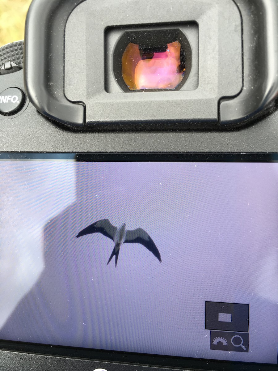 Swallow-tailed Kite - ML32764571