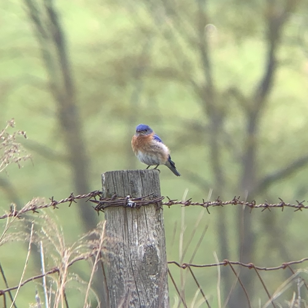 Eastern Bluebird - ML327646141