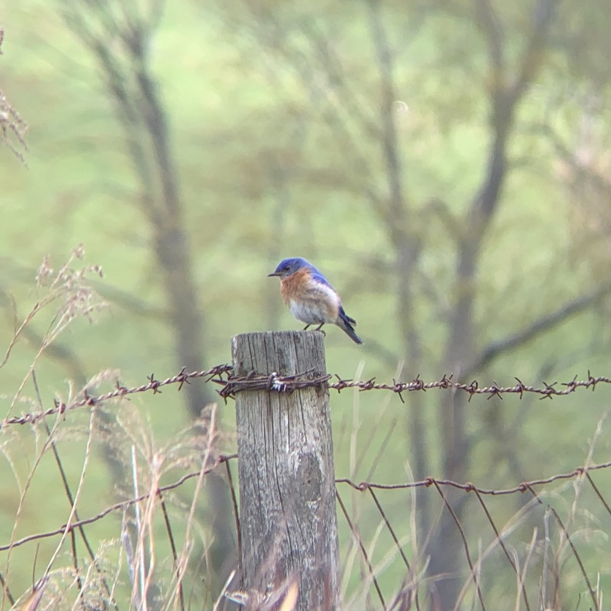 Eastern Bluebird - ML327646151