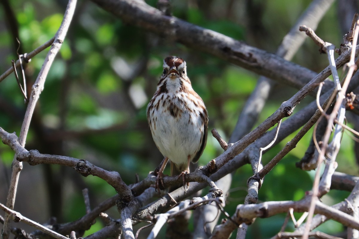 Song Sparrow - ML327646401