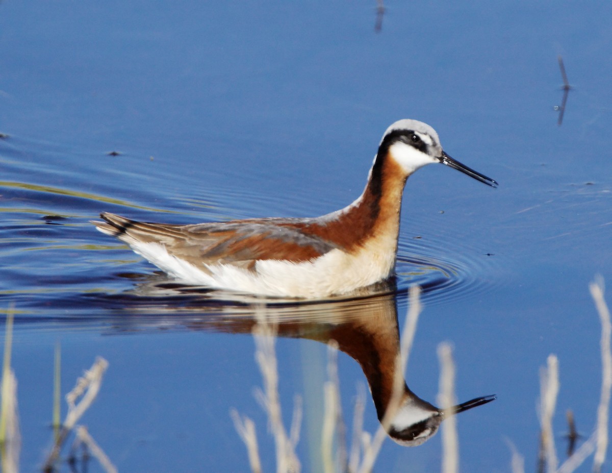 hvithalesvømmesnipe - ML327647271