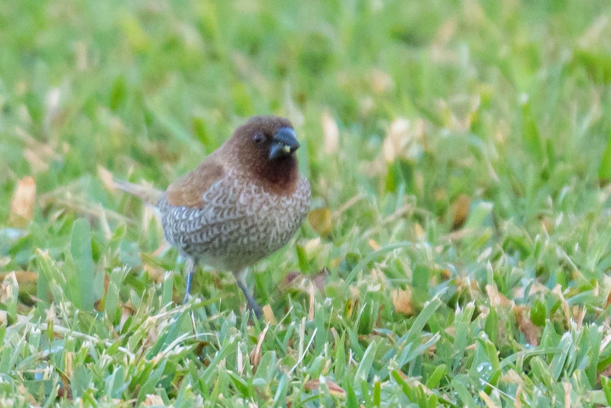 Scaly-breasted Munia - ML327647851