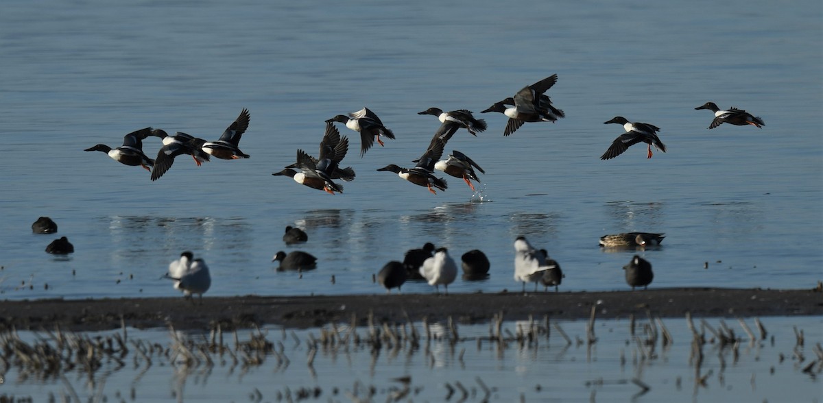 Northern Shoveler - Connie Misket