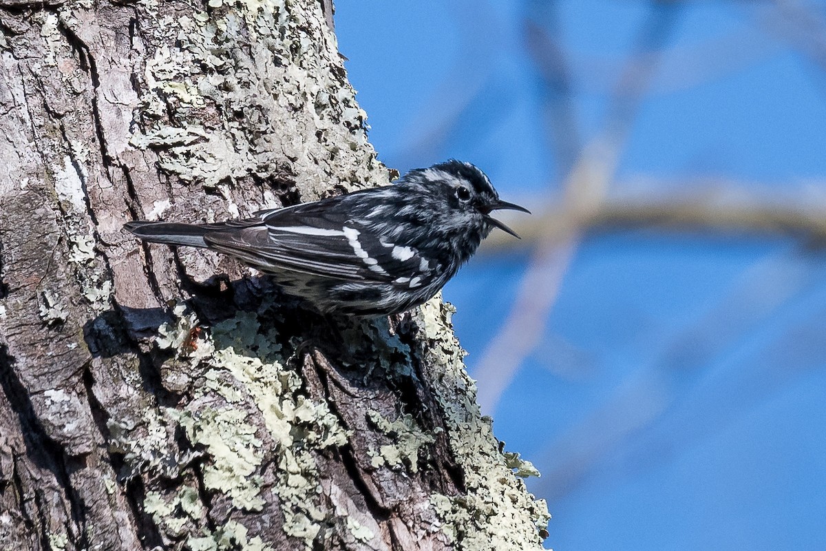 Black-and-white Warbler - ML327649071