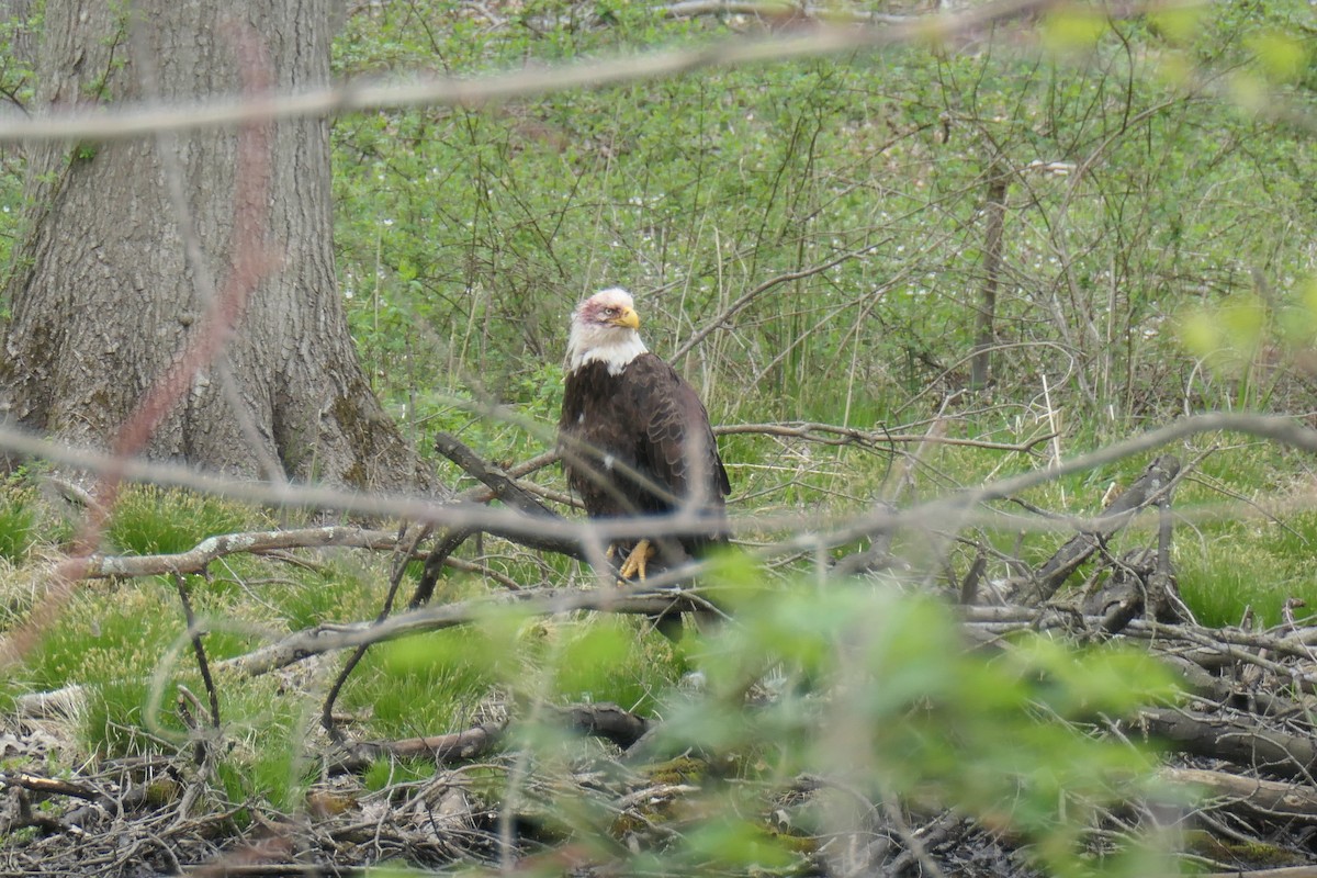 Weißkopf-Seeadler - ML327649661