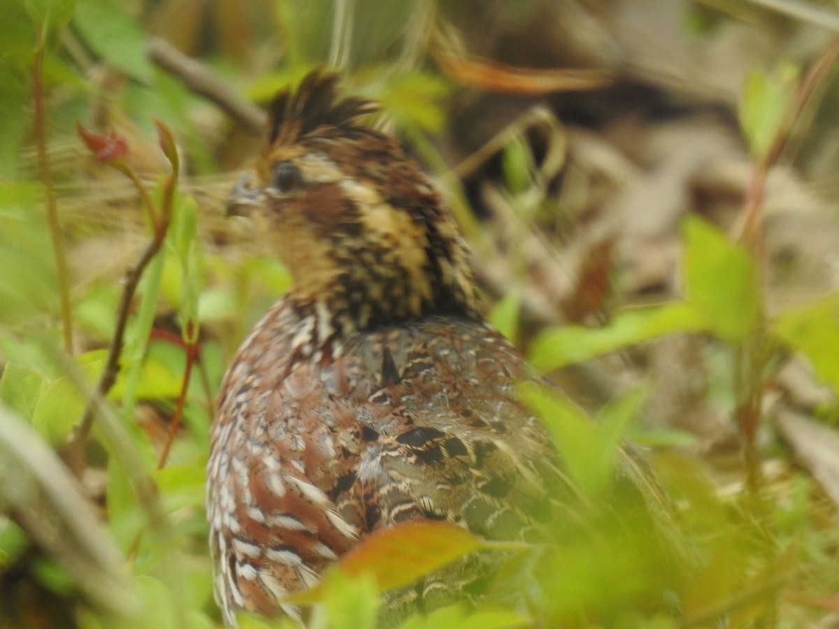 Northern Bobwhite - ML327651661