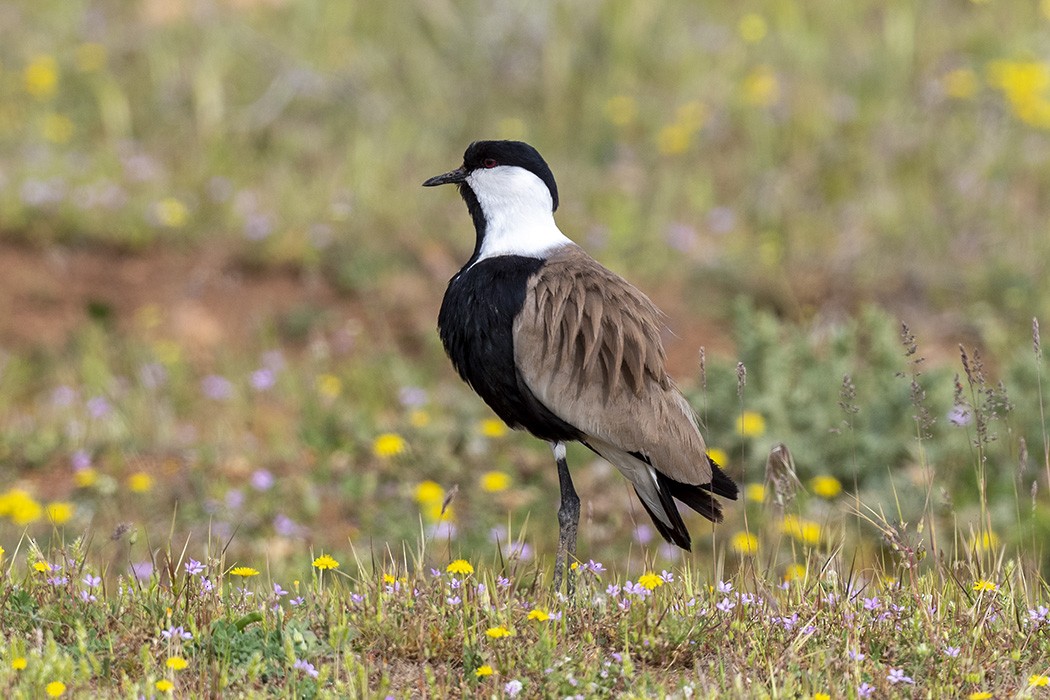 Spur-winged Lapwing - ML327654491