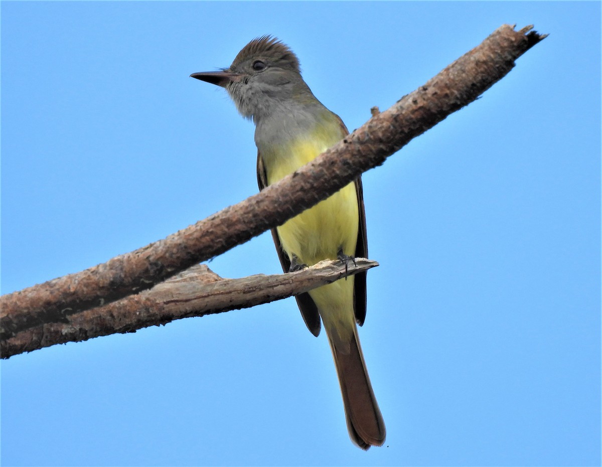 Great Crested Flycatcher - ML327654631