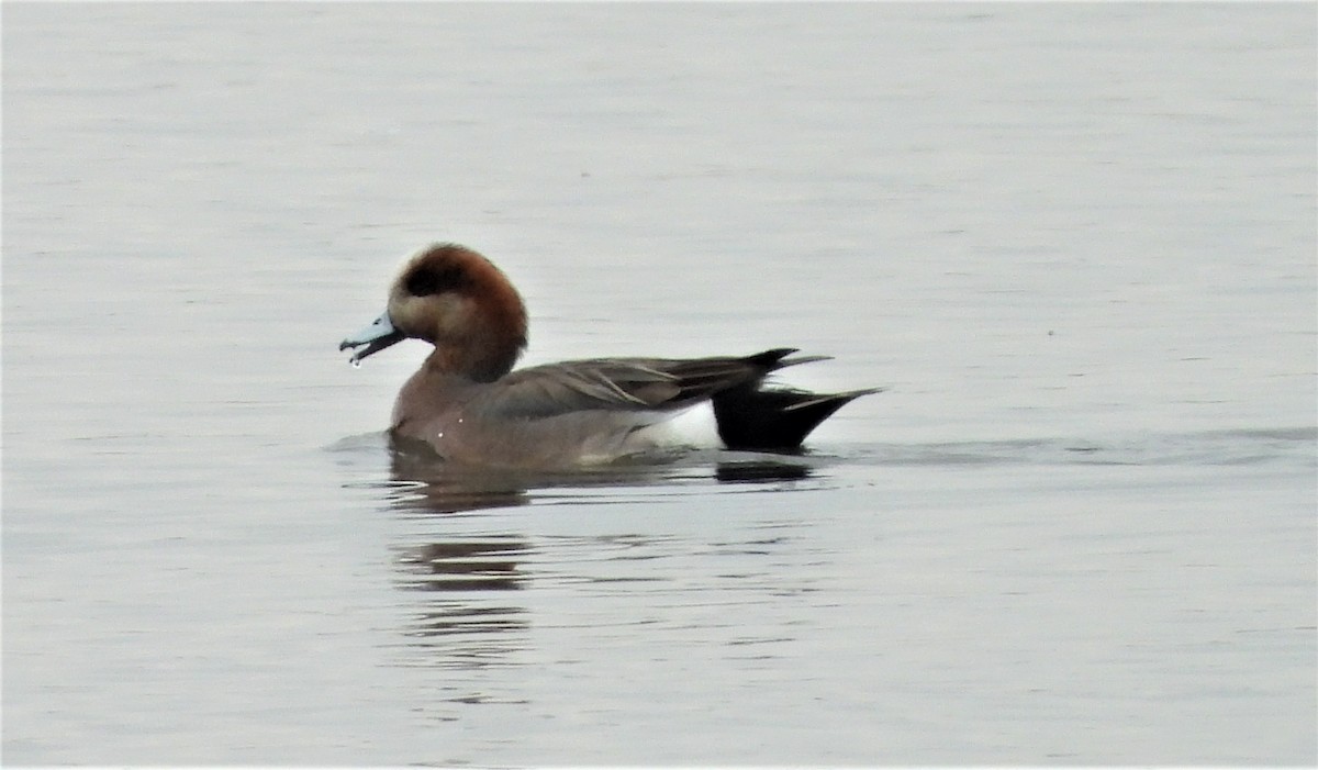 Eurasian x American Wigeon (hybrid) - ML327655401