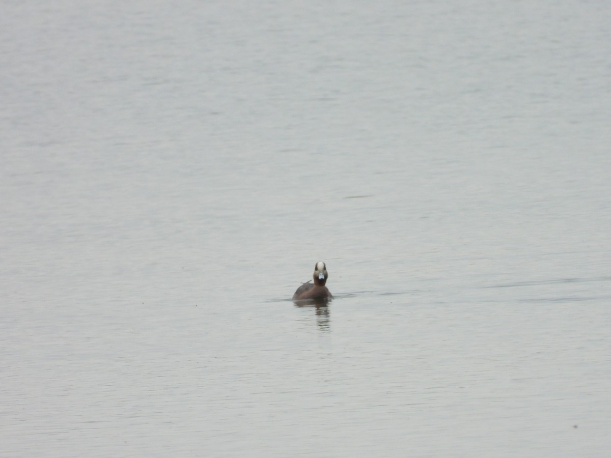 Eurasian x American Wigeon (hybrid) - ML327656221