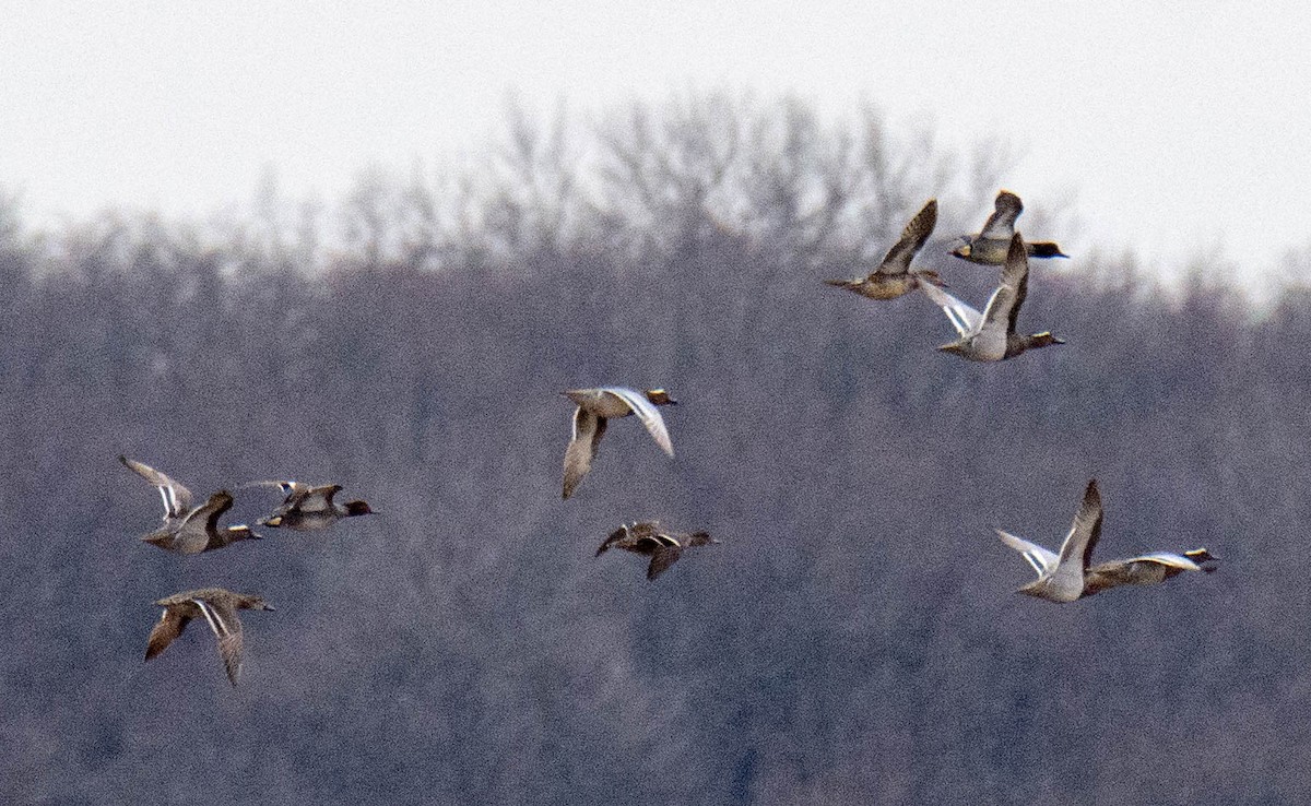 Green-winged Teal - ML327658061