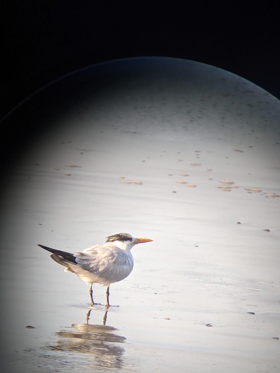 Royal Tern - Kevin Gin