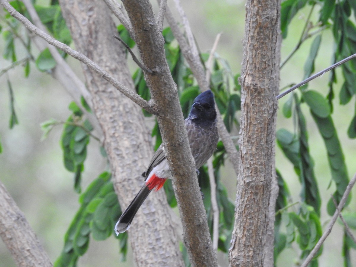 Bulbul à ventre rouge - ML327659571