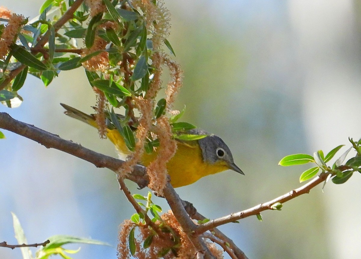 Nashville Warbler - Greg Cross