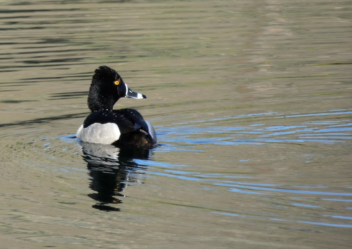 Ring-necked Duck - ML327663571