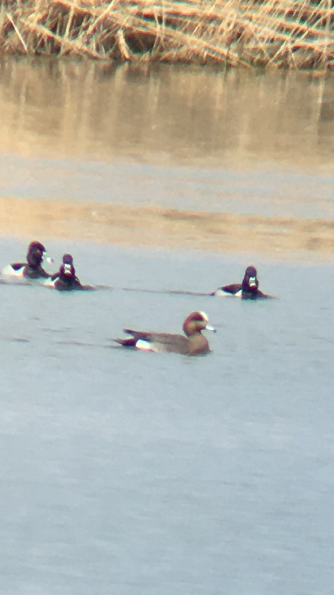 Eurasian x American Wigeon (hybrid) - ML327665201