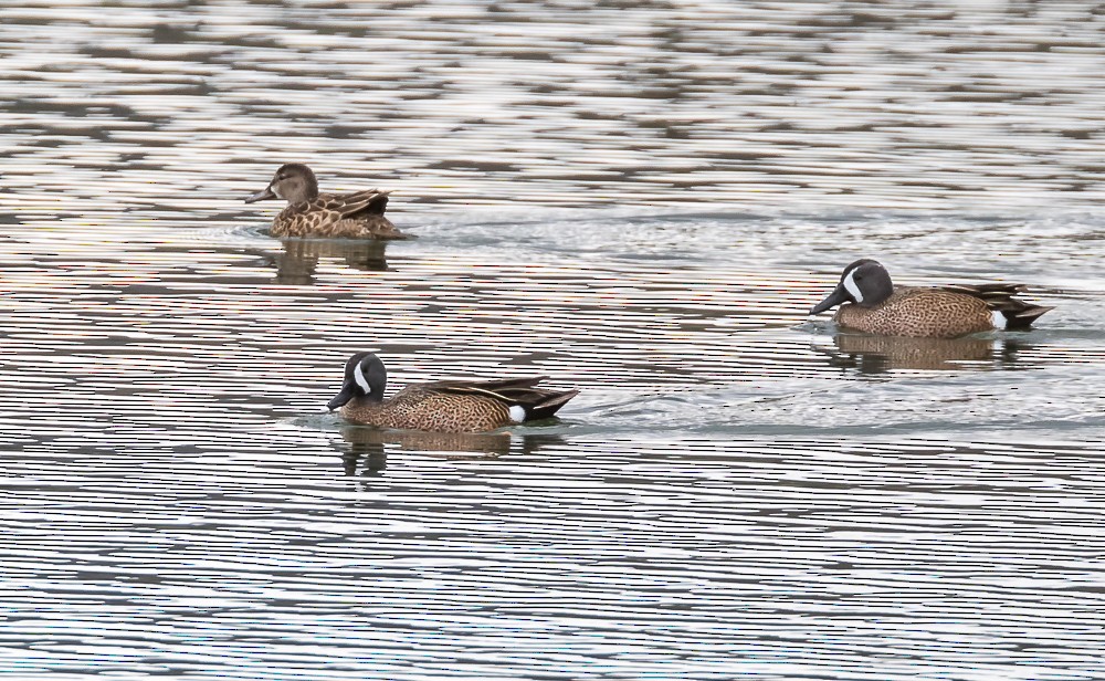 Blue-winged Teal - ML327665251