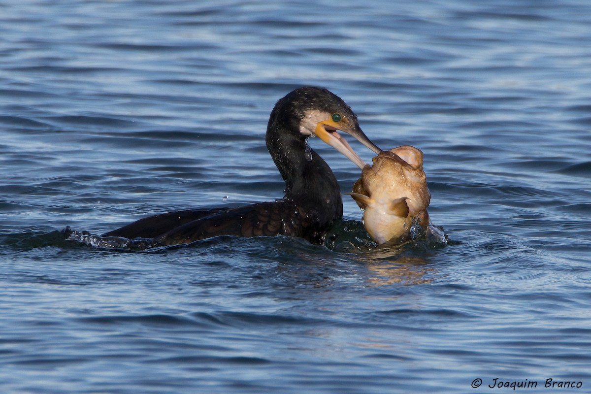 Great Cormorant - ML327665661