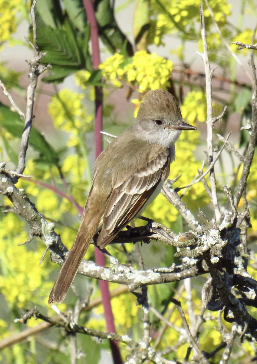 Ash-throated Flycatcher - ML327666431