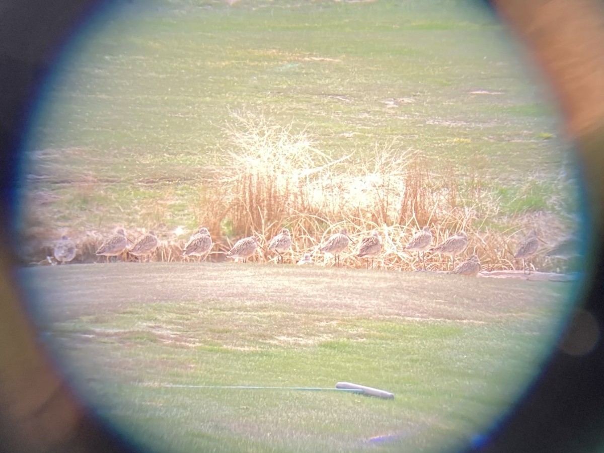 Marbled Godwit - ML327666491