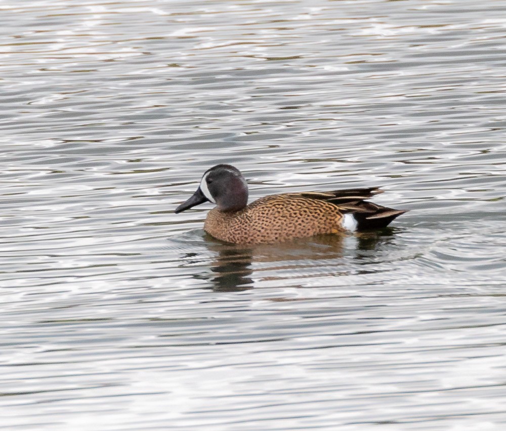 Blue-winged Teal - ML327666751