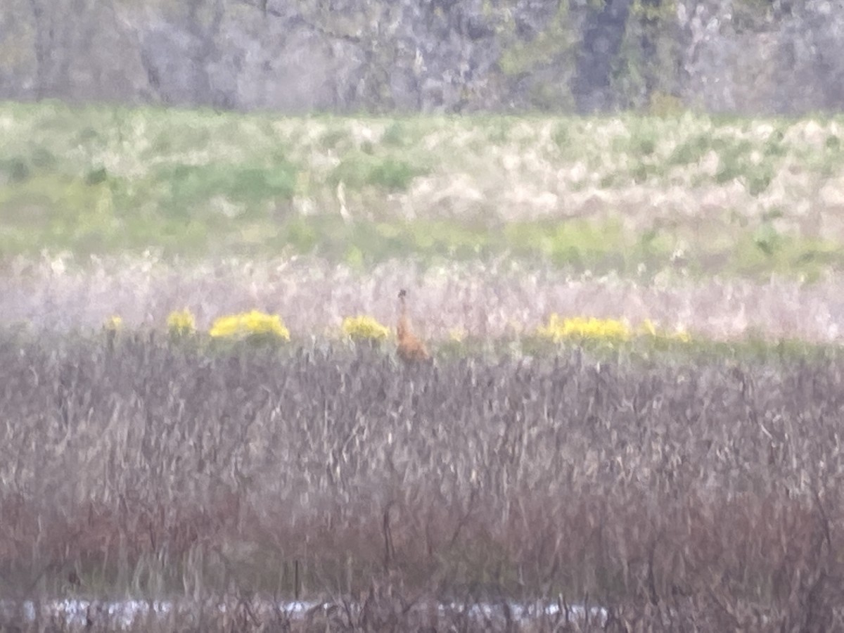 Sandhill Crane - ML327666841