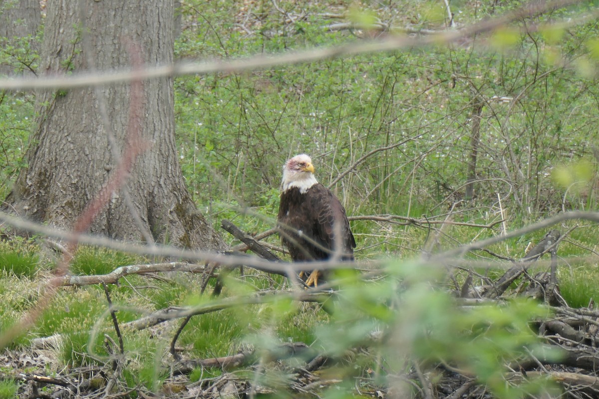 Weißkopf-Seeadler - ML327667781