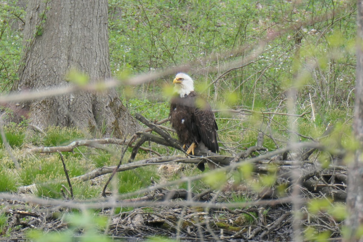 Bald Eagle - ML327667791