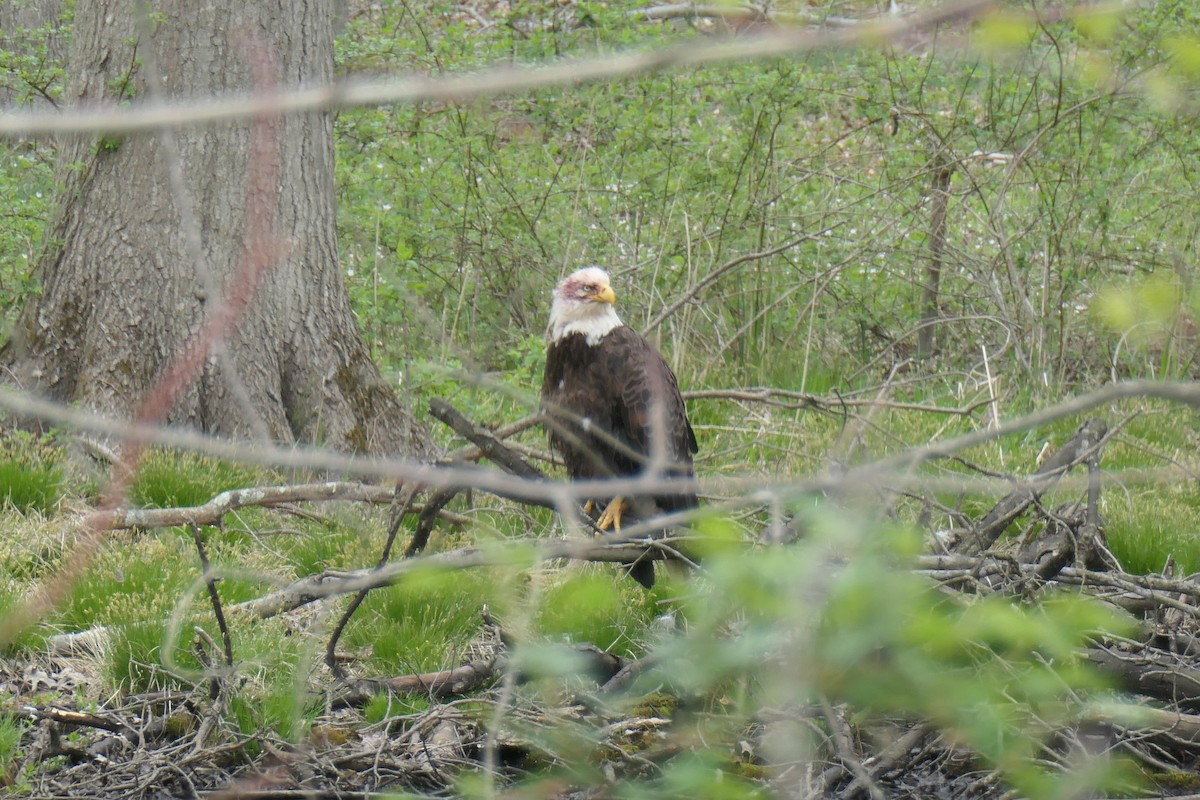 Weißkopf-Seeadler - ML327667801