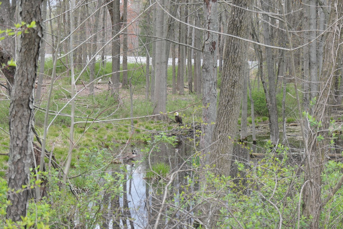 Bald Eagle - ML327667811