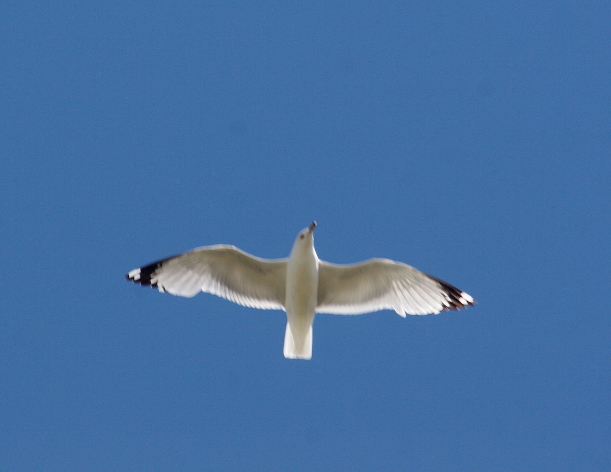 California Gull - ML327668321