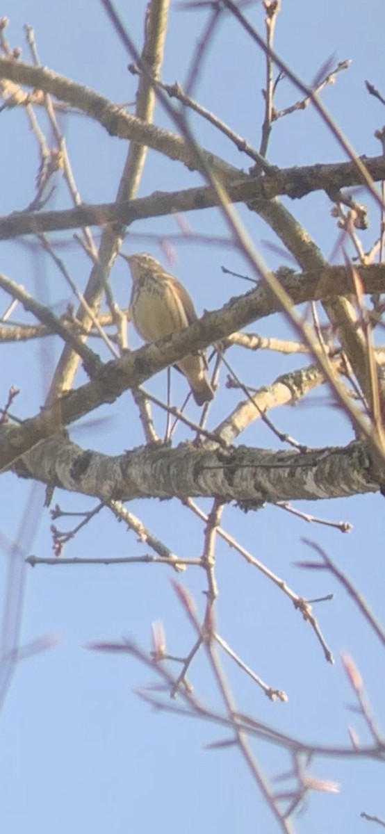 Louisiana Waterthrush - ML327668431