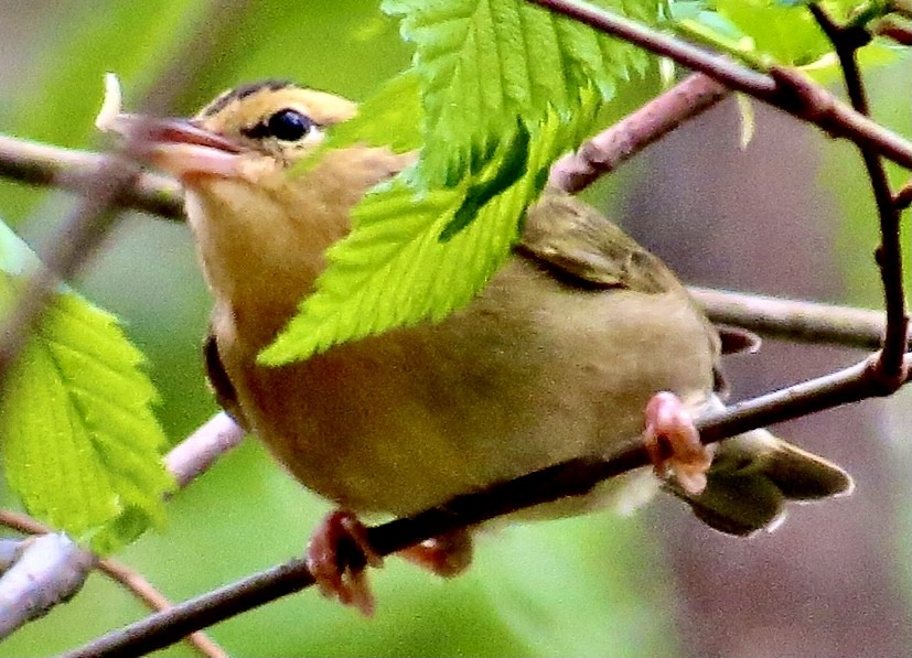 Paruline vermivore - ML327669511