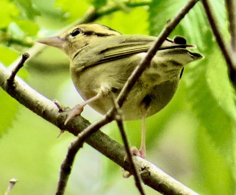 Worm-eating Warbler - ML327669521