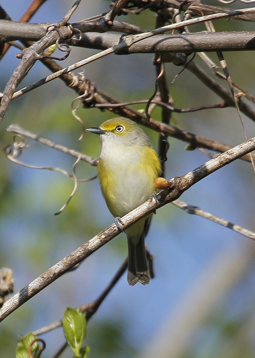 White-eyed Vireo - ML327669611