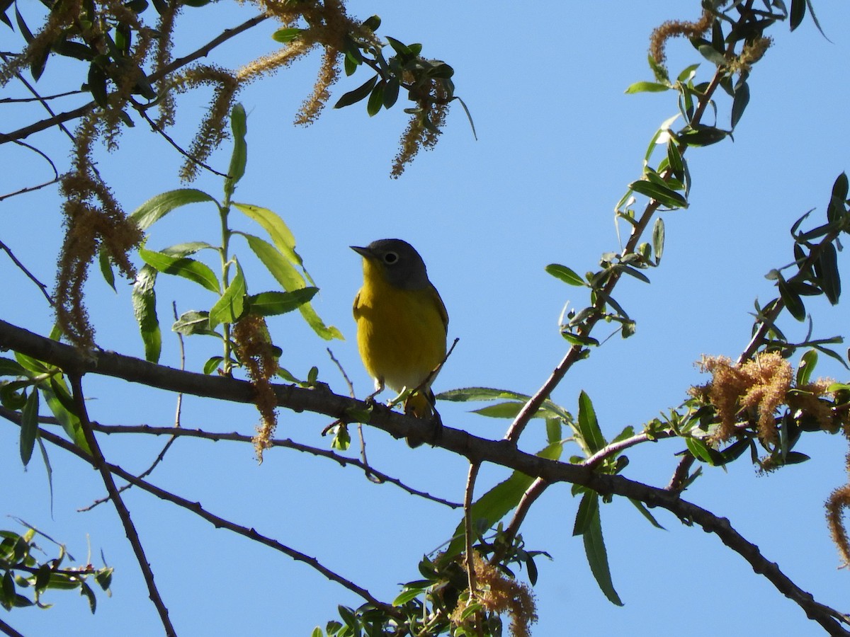 Nashville Warbler - Julie Szabo