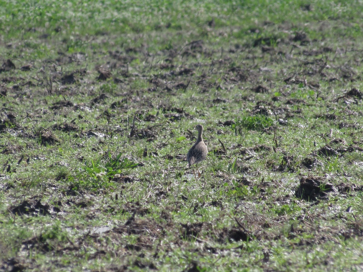 Upland Sandpiper - ML327671271