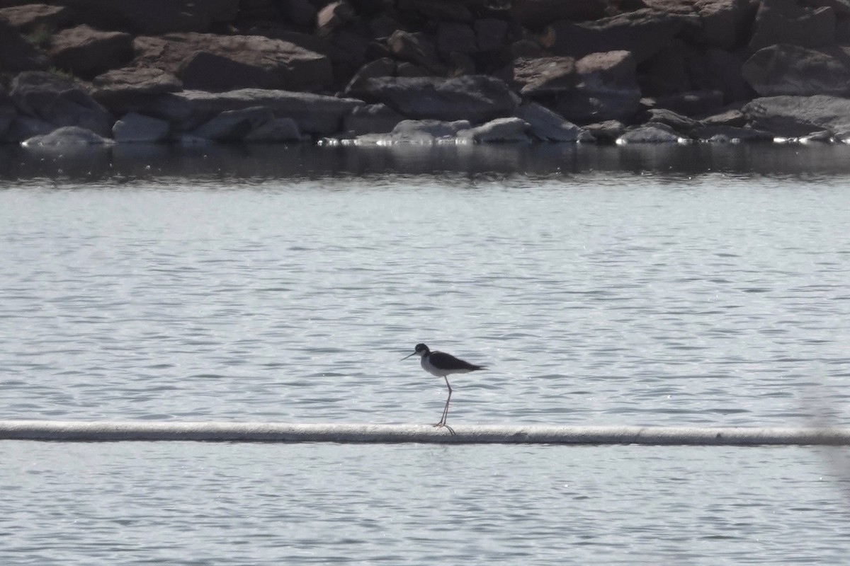 Black-necked Stilt - ML327671911