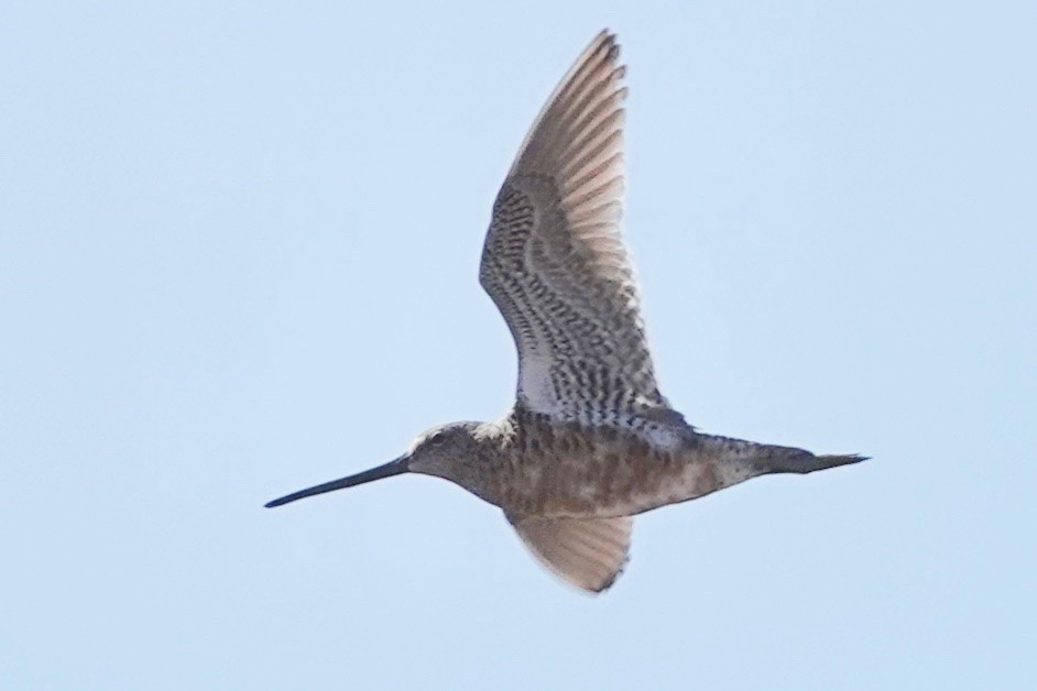 Long-billed Dowitcher - ML327671971