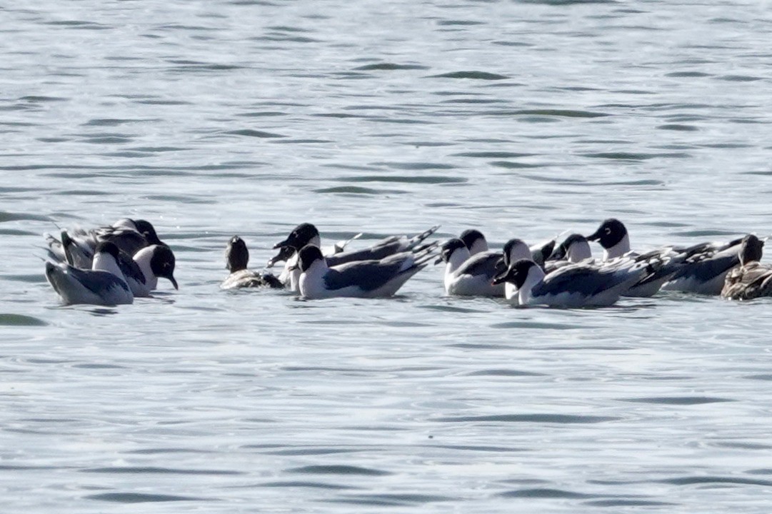 Franklin's Gull - ML327672151